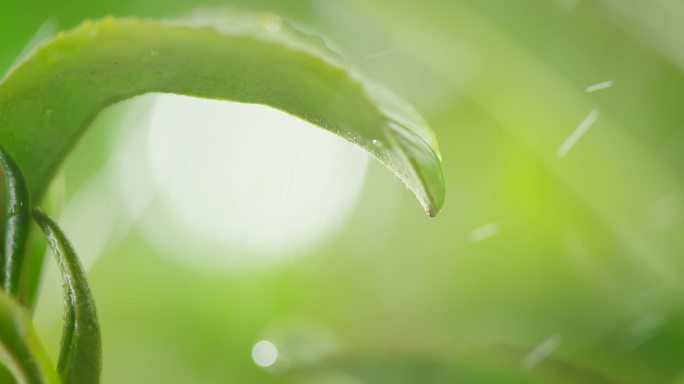 茶叶 茶树 特写 阳光 雨水12