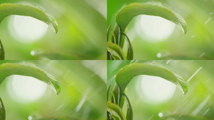茶叶 茶树 特写 阳光 雨水12