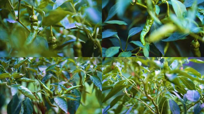 辣椒青椒农业新鲜食材蔬菜基地