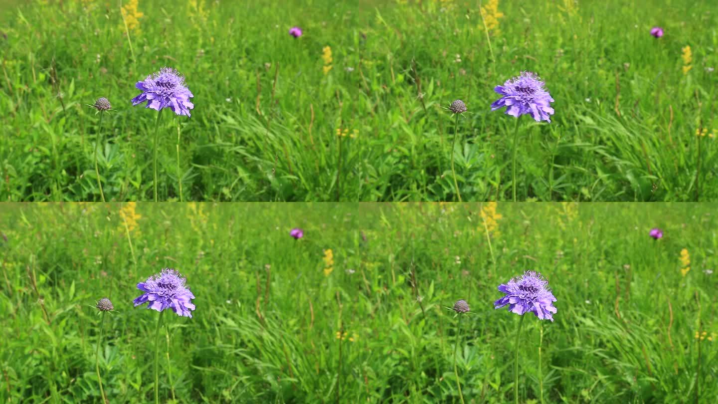 大兴安岭野花蓝盆花蓝色的花