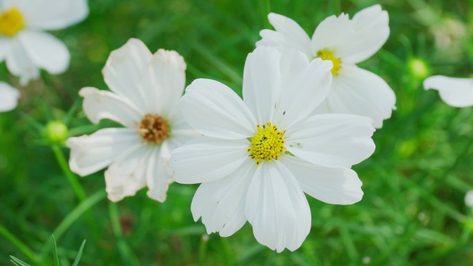 在风中飘扬的白花在绿叶的衬托下，花园里的白花.