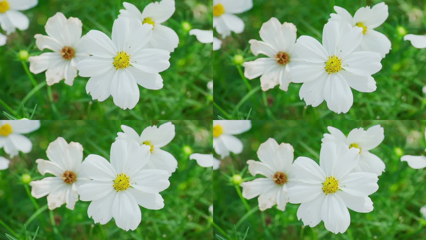 在风中飘扬的白花在绿叶的衬托下，花园里的白花.