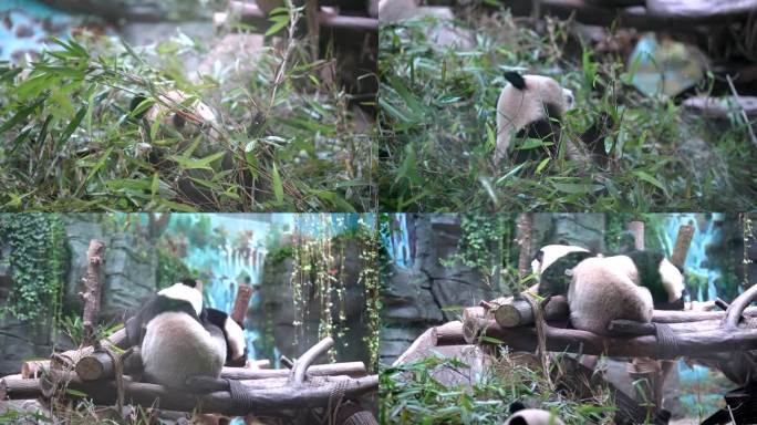 大熊猫吃竹子睡觉熊猫国宝可爱的大熊猫4K