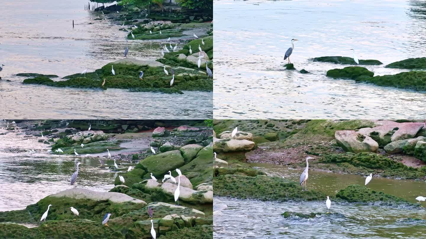 南沙湿地飞鸟鸟群