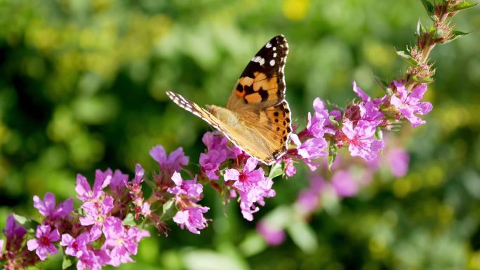白日在花园的粉红花朵上用蝴蝶遮掩