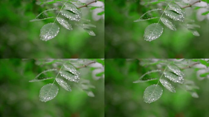 4K重庆雨季露珠水珠5