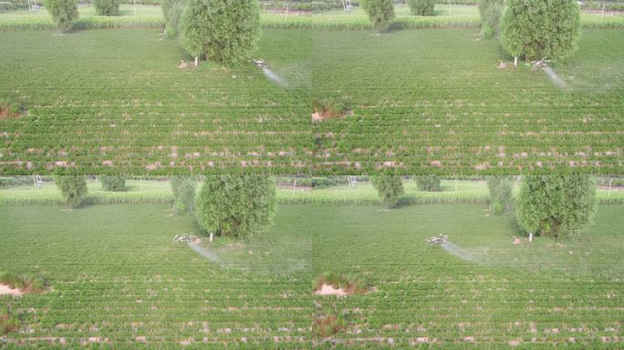 农业植保无人机在农田中喷洒农药航拍