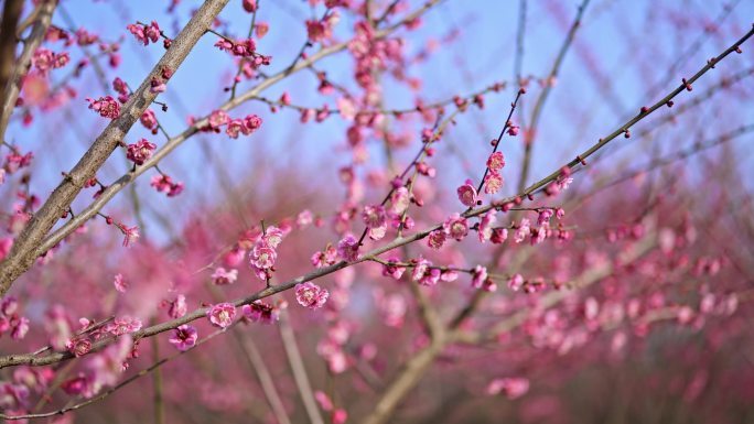 南京溧水秦淮梅园梅花