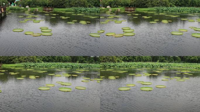 王莲 水生植物