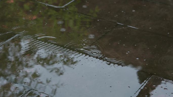 竹叶小雨