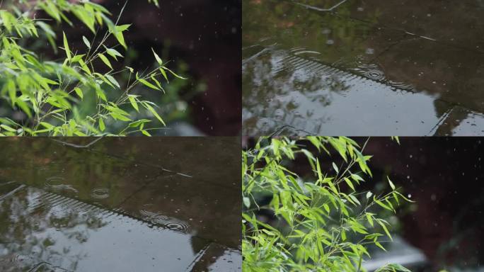 竹叶小雨