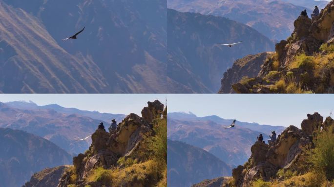 位于秘鲁阿雷基帕地区的科尔察峡谷，游客们正在为正在飞行的大秃鹰拍照