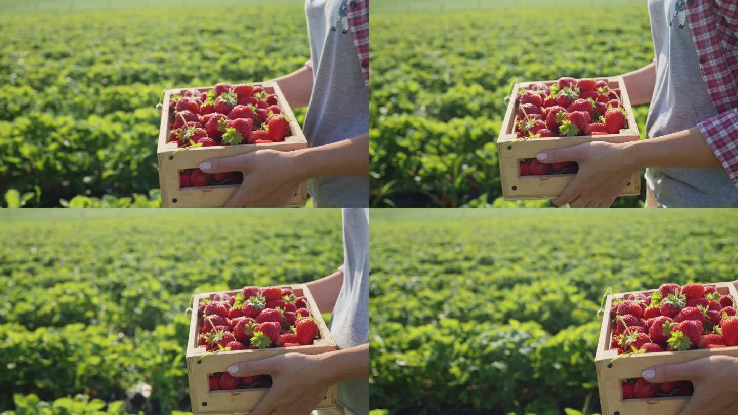 一个女人提着一整盒成熟的草莓