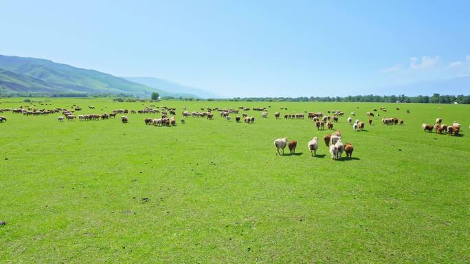 航拍草原羊群绿色草原大自然