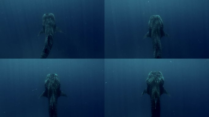 蓝水中的大鲸鲨