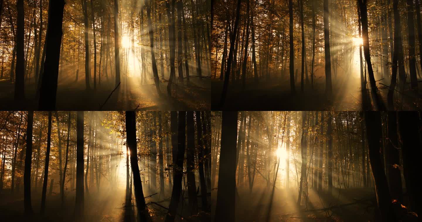 黎明时分,秋天模糊了落叶森林.神秘的气氛.
