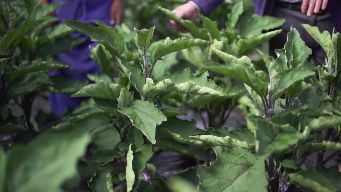 农业生态 种植基地 大棚种植 科技农业