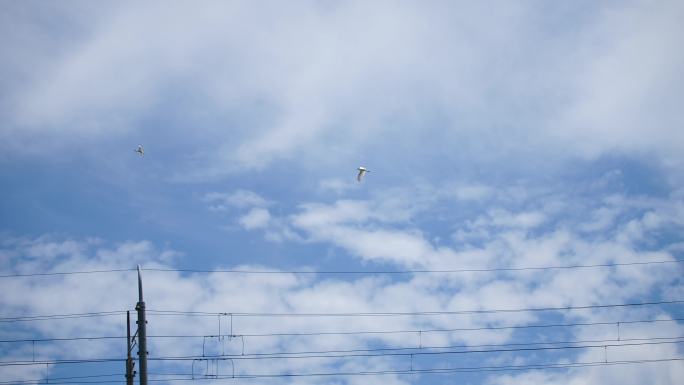 晴朗天空下飞翔的两只鸟白鹭