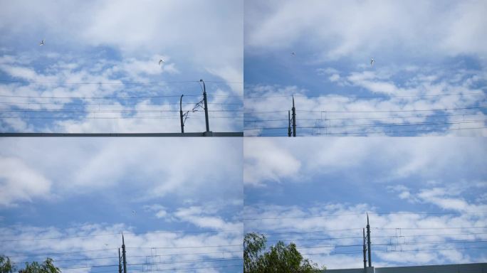 晴朗天空下飞翔的两只鸟白鹭
