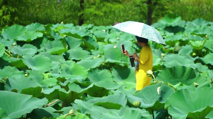 荷花池 游客 游玩