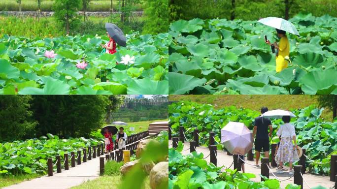 荷花池 游客 游玩