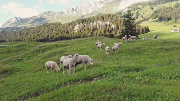 群山中的羊群