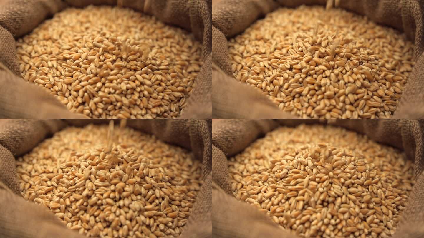 小麦谷粒下落缓慢