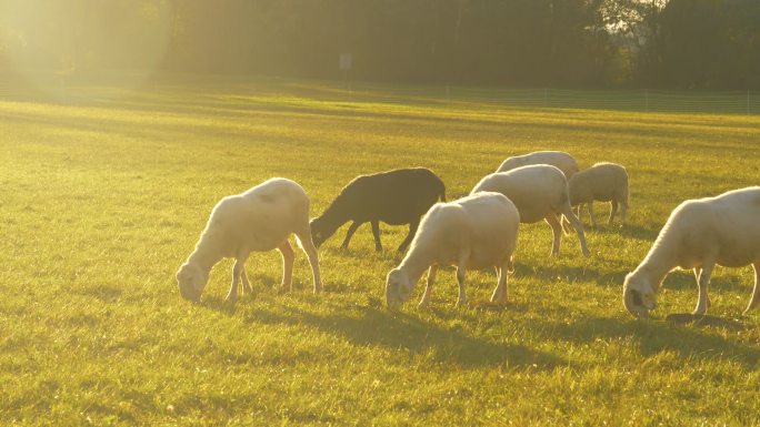 近处：一群白羊和黑羊在牧场上徘徊，吃草