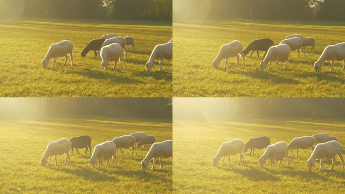 近处：一群白羊和黑羊在牧场上徘徊，吃草