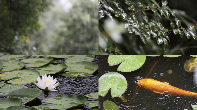 超长雨景素材雨打绿叶荷花锦鲤夏日荷塘鲤鱼