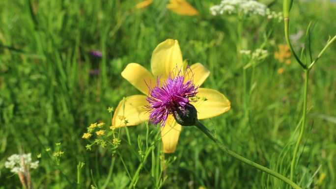 大兴安岭野花黄花菜漏芦