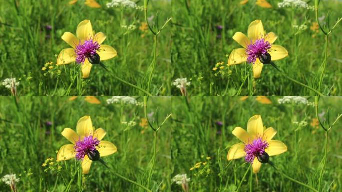 大兴安岭野花黄花菜漏芦