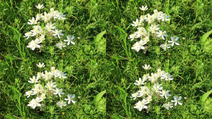 大兴安岭野花棉团铁线莲白色的花
