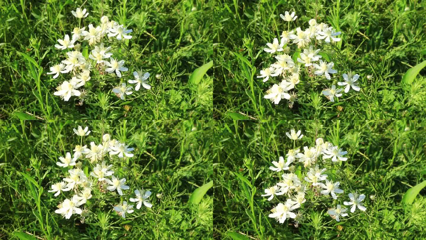大兴安岭野花棉团铁线莲白色的花