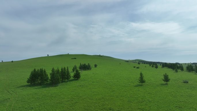 野花盛开的山岗草甸