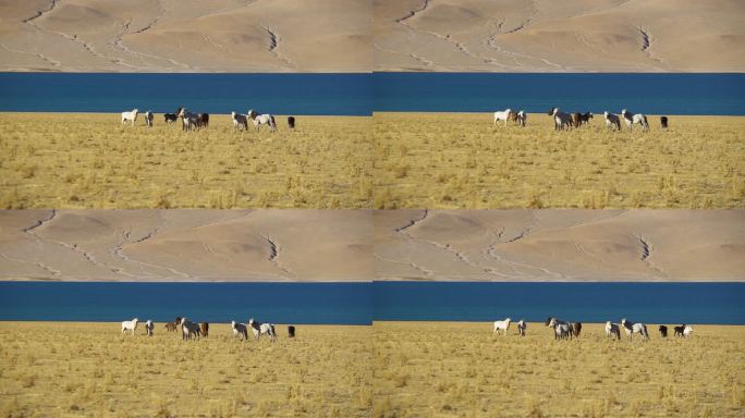 蒙古骏马 坝上草原 安静的马匹   放牧