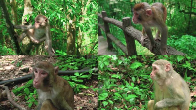 森林公园的野生猴子