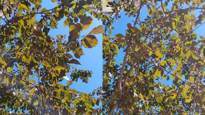 沐浴在夏日阳光下的黄绿色树叶（空镜头）