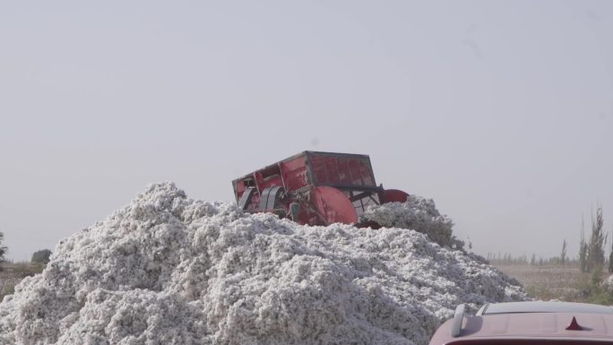 新疆棉棉田机器收割棉花采摘堆成一大堆