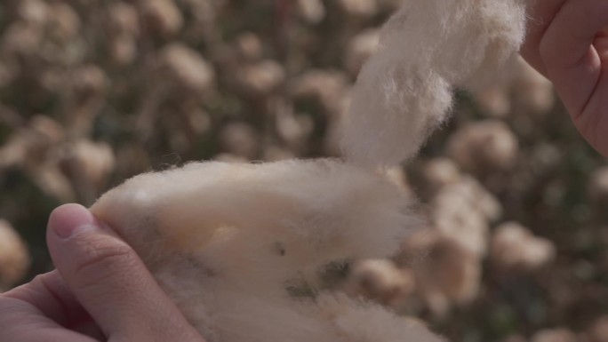纺织新疆棉田里采摘的彩色棉花撕开60帧