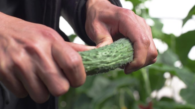 设施蔬菜 黄瓜特写 无公害蔬菜