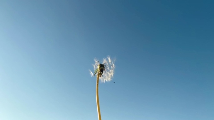 蒲公英的种子从风中飞走了.慢动作视频。蒲公英在蓝天的背景上.夏季概念、简约主义、复制空间.