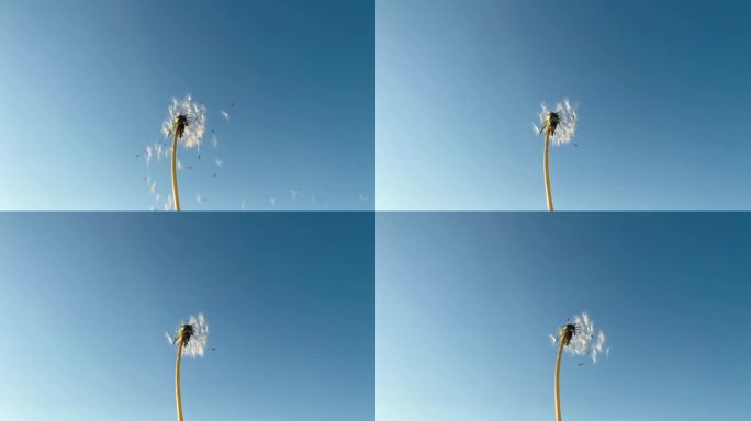 蒲公英的种子从风中飞走了.慢动作视频。蒲公英在蓝天的背景上.夏季概念、简约主义、复制空间.