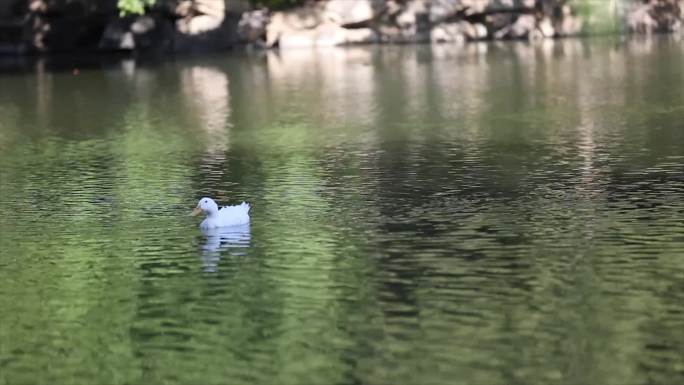 湖中的鸳鸯鸭子