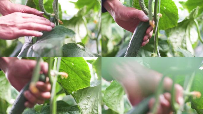 蔬菜种植基地 黄瓜种植  扶贫 精准扶贫