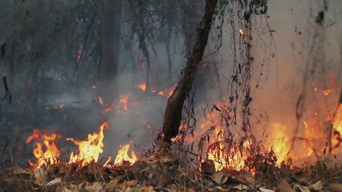 森林火灾是人类引起的火灾。.