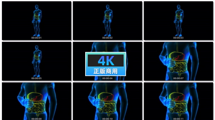4K三维动画胃痛胃酸科技蓝色