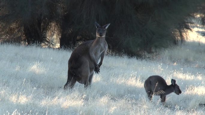 袋鼠在澳大利亚袋鼠岛上吃东西