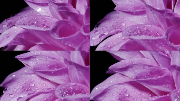 黑色背景上的紫色大丽花。闭合p和旋转