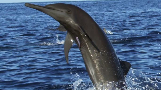 海豚海豚!黑海宽吻海豚(Tursiops truncatus ponticus) 。宽吻海豚之所以流
